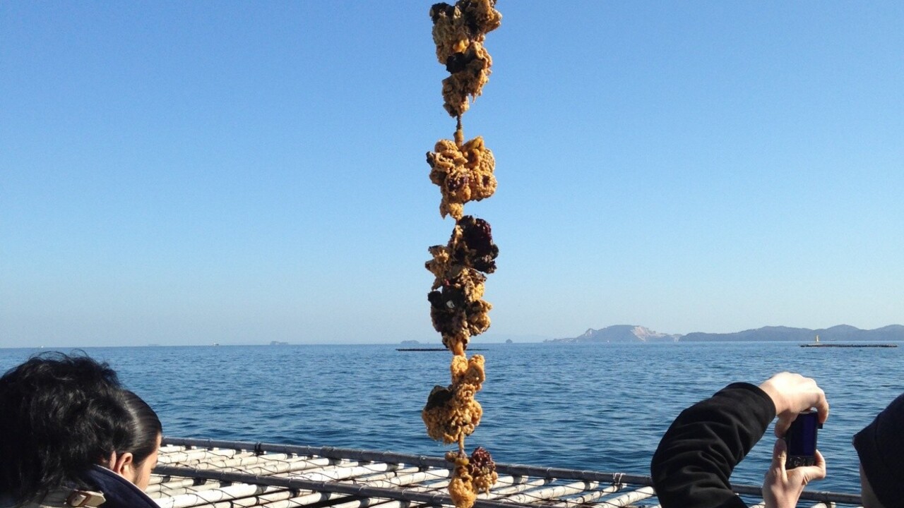 FISHHOUSE OYSTER BARのこだわりポイントの写真1枚目