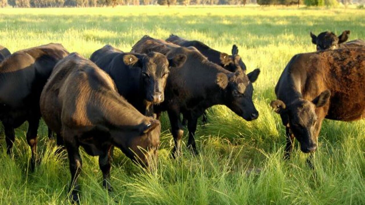 MEAT COMPANY with Bellmareの事業内容の写真1枚目