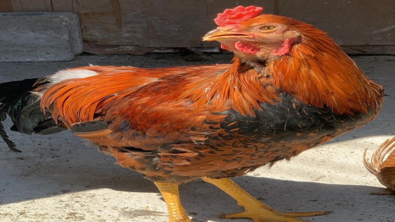 炭火焼き鳥 鶏尽のこだわりポイントの写真1枚目