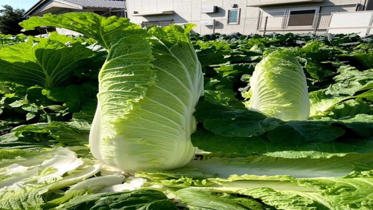 沖縄SOULFOOD じゃむのこだわりポイントの写真3枚目
