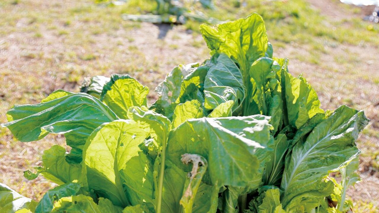 川棚グランドホテルお多福のこだわりポイントの写真4枚目