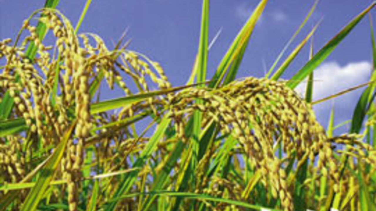 豚料理　田のこだわりポイントの写真1枚目