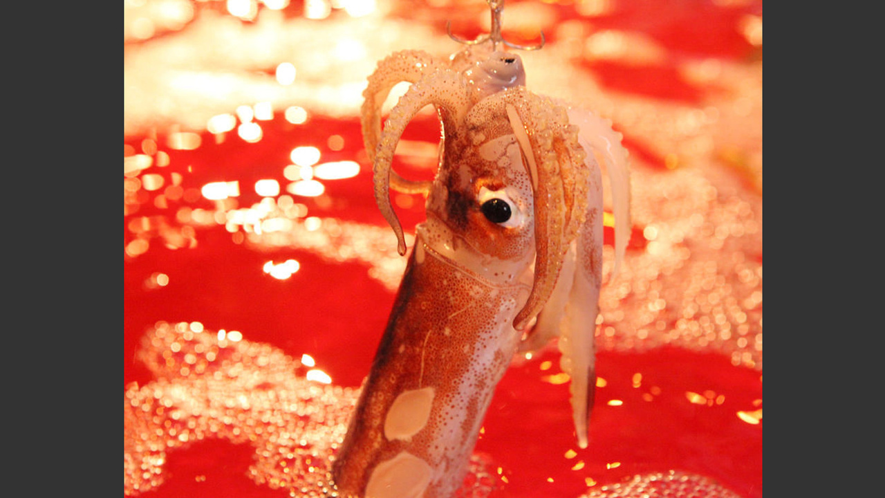 イカセンターの事業内容の写真1枚目