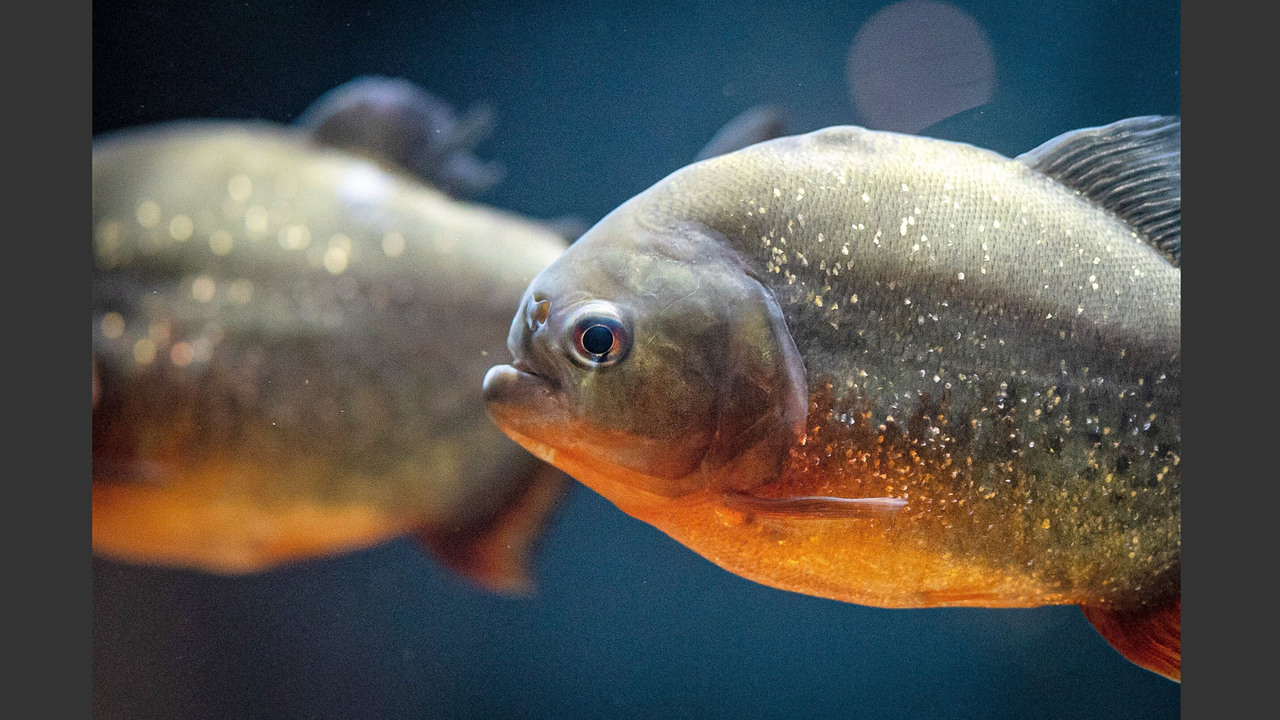 カワスイ 川崎水族館の事業内容の写真2枚目
