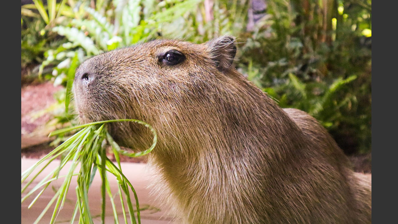 カワスイ オフィシャルショップの事業内容の写真2枚目