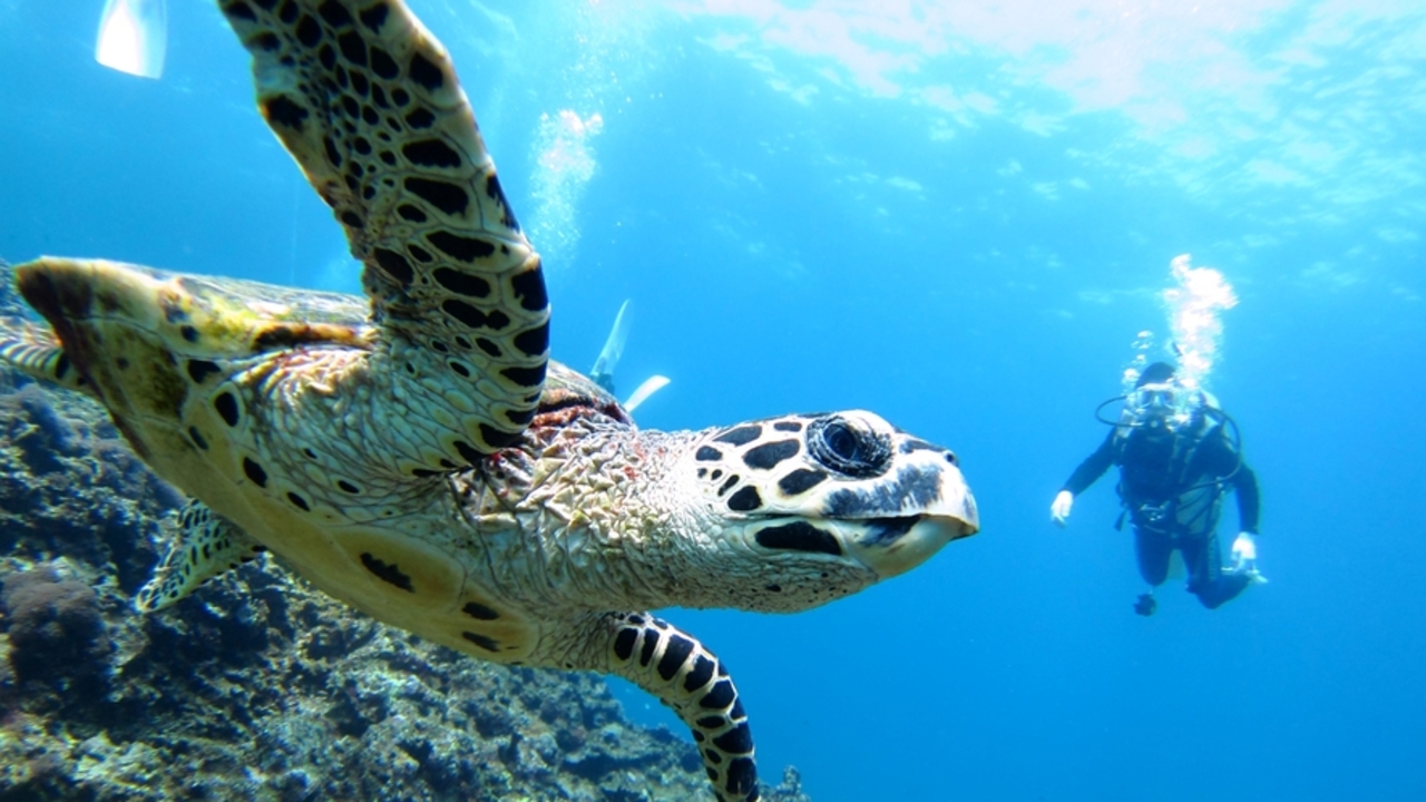 株式会社南西楽園リゾートの会社TOPの写真1枚目