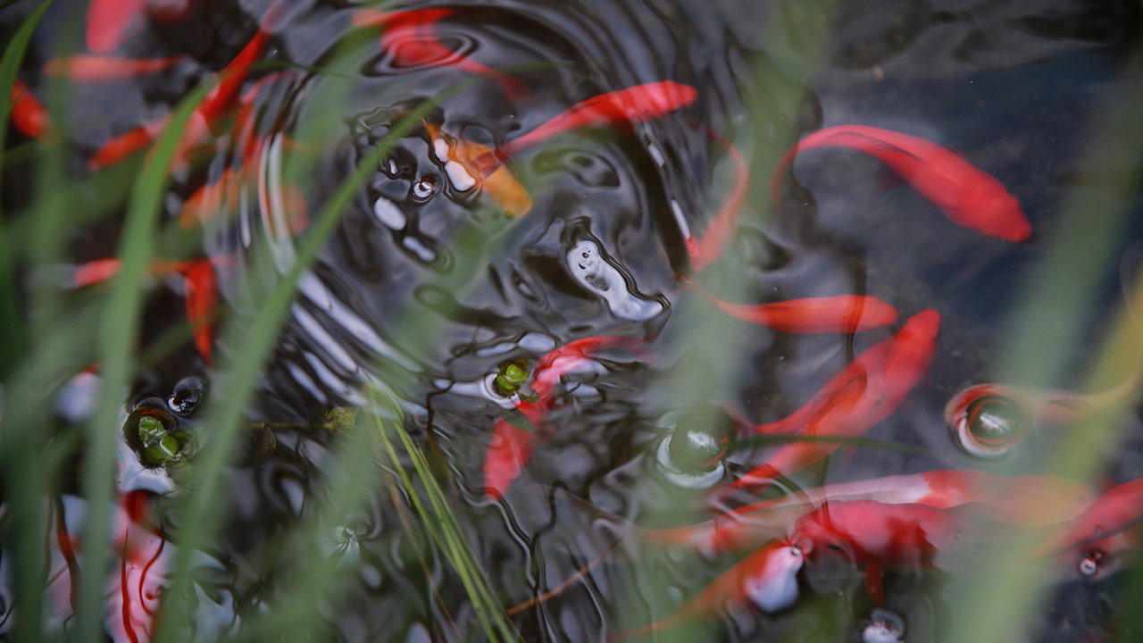有限会社鮒又の事業内容の写真3枚目