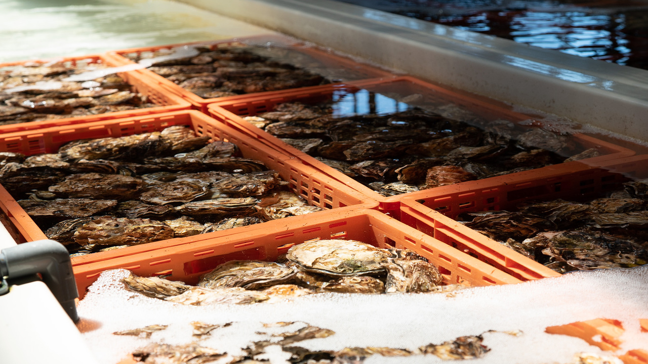 The Cave de Oyster|料理長・料理長候補の求人画像2枚目